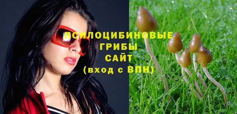 Галлюциногенные грибы Psilocybe  Краснослободск 